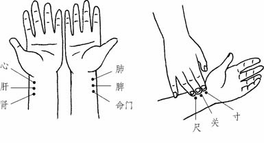 十分钟让你学会号脉